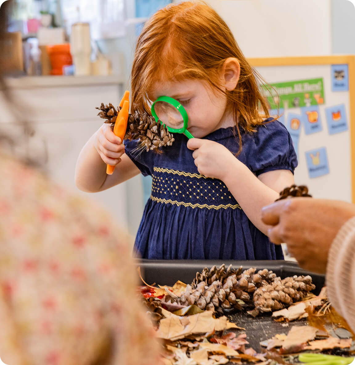 A preschool girl examines a pine cone with a magnifying glass during a nature activity in the classroom.